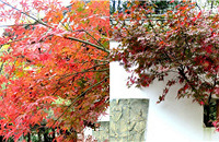 ɿڹ԰ĺҶˣɫҲҪƱ