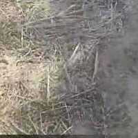 妈妈刚离开,9岁女童被恶犬咬死