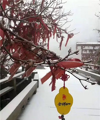 美!今早,南川金佛山今冬初雪驾到