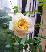 �̲�ס�����˼����¼���