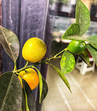 ��̨�ϵĽ�۳���ϲ��