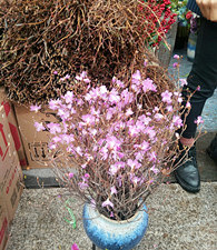 һ�ѿ�֦��Ȼ������ô���Ļ�