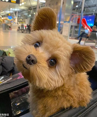 ���裬���̩���ܳɾ��ˣ�