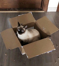 ���ǵ�è���ӳ�ֽ����