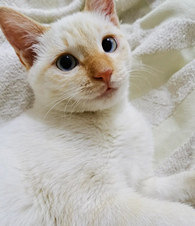 ����ֻè���Ǹ�ʲôƷ�֣�