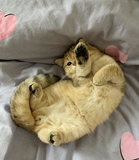 �Ҽ�è�������ѧ�٤