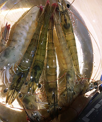 ��ĸɽ��ʳѲ����һ������ұ���������ζ��