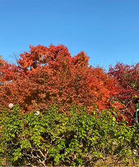 �����¿�����ֱ���ձ���˵�߾���ȥ��������Ҷ