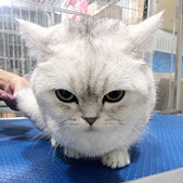 �������ˣ��岻������