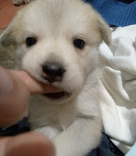 �����м�ֻ�������������