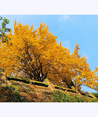 秋日限定【周末去哪儿第4期】