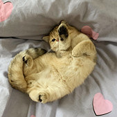 �Ҽ�è�������ѧ�٤