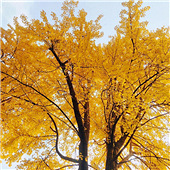 �����ܱ����������ӵ�