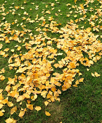 ���빫԰�����ӻ��ˣ����к�ɫ�ķ�Ҷ