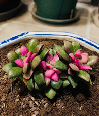 ����Ķ�����ֵ�ø�