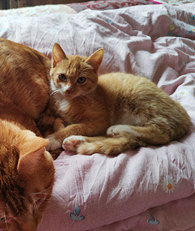 �����ֵ�С��С��������