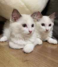 ����ǧ��Ҫ����żè��