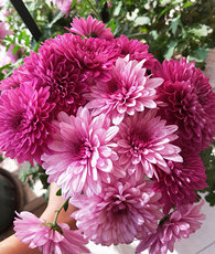 ֲ��ɱ�������ֳ�������