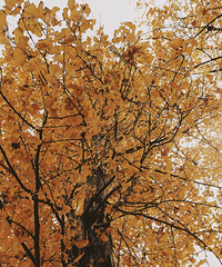 ���Ļ���Ӱ��԰�������ӣ����յĺ�ȥ��