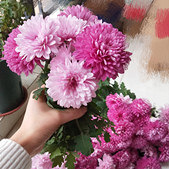 ֲ��ɱ��Ҳ���ֵĻ�