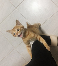 ��ʺ�ģ������ҵ�С��ɣ�