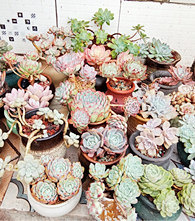 ������̨���˼��������