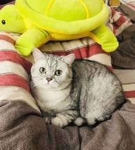 ��˵˵�������ǵ�è˯�ģ�