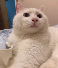 ���ǿ�������ֻè��û�ã�