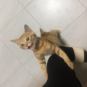 捡回来的小橘要翻天了