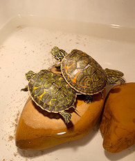 ��������������Ķ���