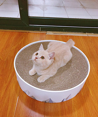 猫总在床上拉屎怎么办?打了也没用,经常趁我不在拉在我床上