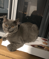 �������Сè��8��������