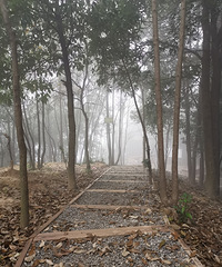 ��Խ��ѧУ԰����Ũ������ɽ���·���������