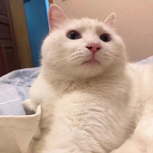 你们见到过这只猫吗?