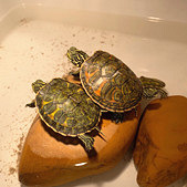 ��������������Ķ���