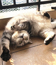 ��ͼ�������������ע��