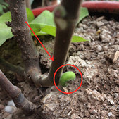 ���ֵ��޻����������