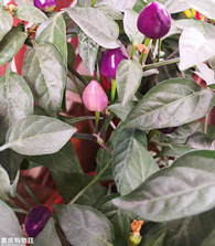 ����̨���˵���ɫ������