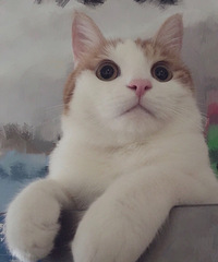 ��������������è�������Ƽ�