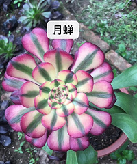 һ����԰ȫ�Ƕ��⣬��ʦ��ÿ��԰�̯����