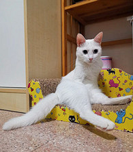 �Ҽ�è��ôԽ��Խ�ݣ�