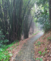 周周都要出门爬山,雨雾中观越野赛,感觉很充实