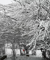 仙女山下起了大朵大朵的雪花,雪景里拍照美得冒泡