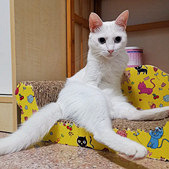 我家猫怎么越养越瘦?
