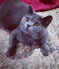 ��ֻ��è�ܵ����������