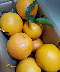 ��ɽ���ȣ������������ɽ������ˣ�ζ������ϲ