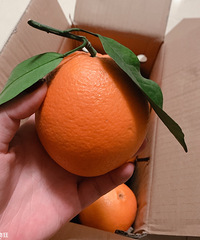 ʼĵɽŦɶˣݵĳζú