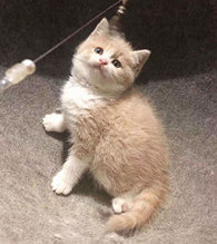 ������ľ�ͷ�г�ǿ