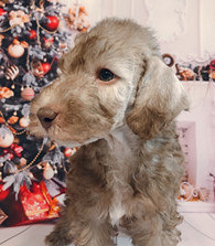 ��40Ԫ��������ʥ����Ƭ