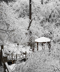 ������̳����ȥ���ݹ���ѩ�������Ҽ���������ѩ��
